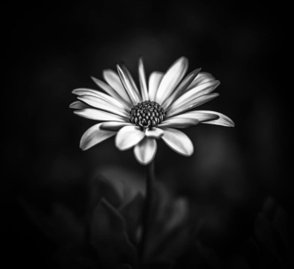 Strålman Plastikkirurgi